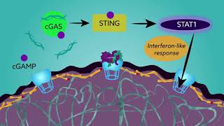 New research brings causes of progeria into closer focus [upl. by Eenat6]