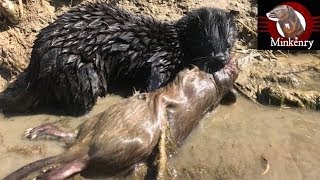 My Mink Brocc and Rocky Hunting Muskrats [upl. by Flyn]