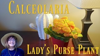 Moms Always Want Gifts A Ladys Purse Plant  Calceolaria [upl. by Hendren]