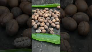 Polyalthia longifolia seeds  Ashokatreeseed Ayurveda viralshort [upl. by Nilad]