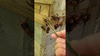 Gently Removing Giant Hornets Saving Japanese Honeybees [upl. by Gahl]