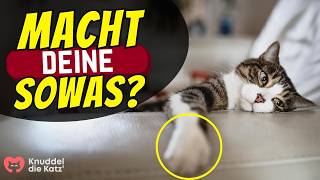 Die 5 häufigsten Verhaltensstörungen bei Katzen [upl. by Xxam]