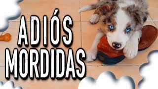 ADIÓS mordidas destrozos y MALAS conductas de mi perro  MartGon [upl. by Anoirb]