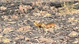 Rock jumpers Klipspringer in Fish River Canyon [upl. by Annayek]