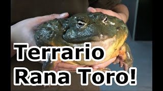 Terrario Para Una Rana Toro Gigante GONZALEZ VK [upl. by Tal]