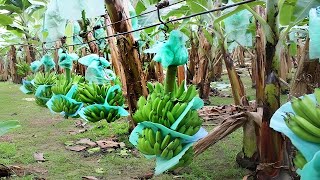 Incredible Banana Farm Harvest With Cableway Banana Production  Factory Process [upl. by Hakim]