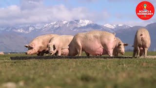 WONDERFUL OUTDOOR PIG FARM IN NEW ZEALANDAMAZING PIG FARMINGMODERN LIVESTOCK FARMINGCUTE PIGLETS [upl. by Grados]