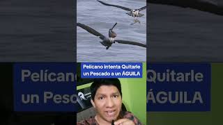 Pelícano Vs águila fauna animales [upl. by Tnecnivleahcim]