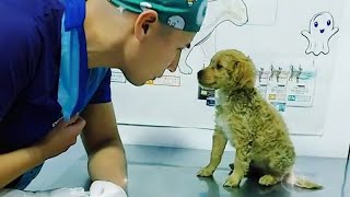 Even the bravest dogs get cold paws at the vet🤣 Funny Pet Video [upl. by Lillith]