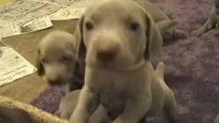 Weimaraner Puppies [upl. by Enneiluj451]