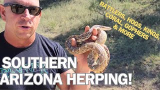 ARIZONA HERPING TRIP Rattlers kings gophers hogs coral and more [upl. by Medovich]