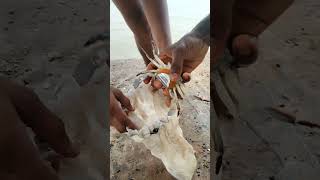 USING PRAWNS TO CATCH BIG FISHES IN SEA Fish huntingfishing Telugublogger [upl. by Khudari]