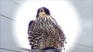 Photographing A Peregrine Falcon [upl. by Queenie]