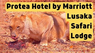 Protea Hotel by Marriott Lusaka Safari Lodge  Zambia  Marriott Bonvoy  Hotel Review [upl. by Feldstein]