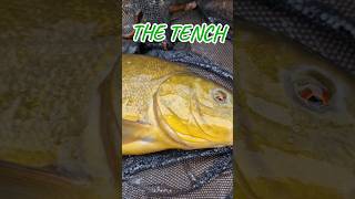 THE TENCH IS SUCH A BEAUTIFUL FISH tench TINCA fish fishing anglinglife angling autumn [upl. by Soble]