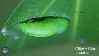 A Ciliate Blue Anthene emolus caterpillar moulting to its pupa stage 8x speed [upl. by Esoryram]