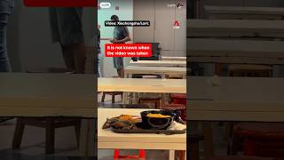 SFA investigating video of rat on food tray at Tangs Market shorts [upl. by Lurette951]