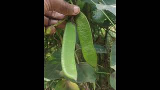 SWORD BEANS बड़ी सेम मक्खन सेम तलवार सेम पौधे के फायदे CANAVALIA GLADIATA [upl. by Enimsaj]