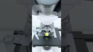 Softboiled egg magnified 40 times is seriously cool shorts microscope science [upl. by Rajiv]