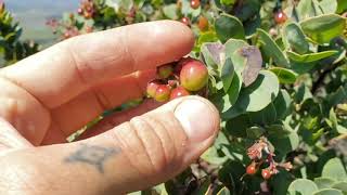 62 Botanical Tourettes w Intro to Manzanitas amp Arctostaphylos gabilanensis [upl. by Annoid137]