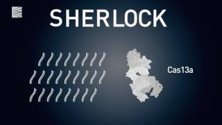 Sherlock Detecting disease with CRISPR [upl. by Meir]