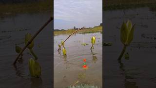 Best Hook Trap Fishing in Beel water catchingfish fishing hooktrapfishing [upl. by Aneladgam]