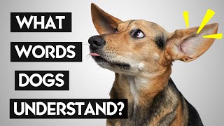 What Do Human Voices Sound Like To Dogs [upl. by Conover]