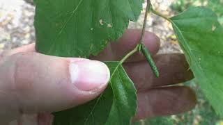 Identifying paper birch [upl. by Levana448]