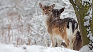 Beautiful Relaxing Music Peaceful Soothing Instrumental Music in 4k quotWinter Wildlifequot by Tim Janis [upl. by Hussein]