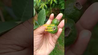 Psidium guajava  jambu Kristal berbuah lebat di polibag [upl. by Petrick]