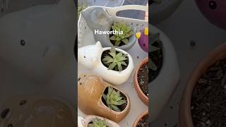 Propagate Haworthia garden plantpropagation [upl. by Lertsek]