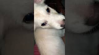 😂pale na hote tohindianspitz doglover youtubeshorts puppy comedyshorts [upl. by Nahtannhoj]