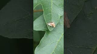 A camouflaged assassin  a Green Lacewing larva with commentary [upl. by Rahcir]