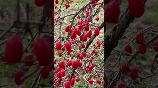 Cerejas japonesas cereja cornusofficialis [upl. by Selwyn869]