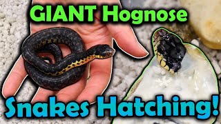 Worlds Largest Hognose Snake Species Hatching [upl. by Aihpled]