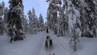 Kiruna Sweden Dog Sledding 6 Day Tour  Jukkasjärvi Wilderness Tours [upl. by Marl]