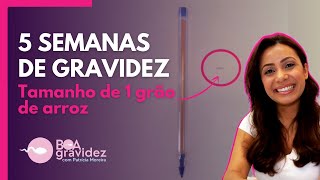 5 SEMANAS DE GRAVIDEZ  2° Mês de Gravidez [upl. by Attenev]