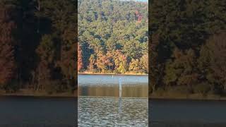 Lake Cove Arkansas 🌊🌲 forest lake nature naturelovers ozarkmountains relaxing lakeview [upl. by Susette]