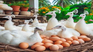 Full Video 700 Days Raise Peacocks To Preserve Rare Birds On Poultry Farm [upl. by Nie]