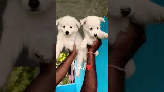 Jaadu dekha 😍🥰❤️😘🐈🐈‍⬛duhankennel subscribemychannel doglover [upl. by Annahsal831]