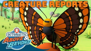 Octonauts Above amp Beyond  Spring Creature Report Quino Checkered Spot Butterfly 🦋  Octonauts [upl. by Nileuqaj]