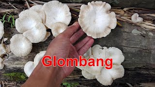 Glombang Lentinus squarrosulus [upl. by Chura]