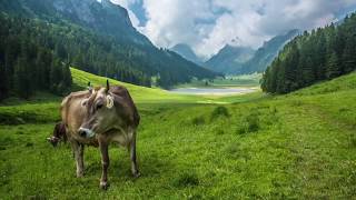 Cow grazing in Switzerland [upl. by Nwadrebma665]