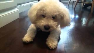 bichon poodle doing tricks [upl. by Neala636]