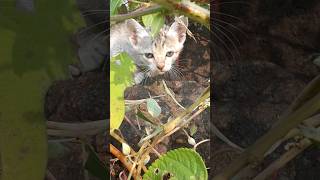 Aha tamatar bade manje dar cute catbilli 🥰 viralvideo ytshort tending viralshort subscribe [upl. by Llekcor997]