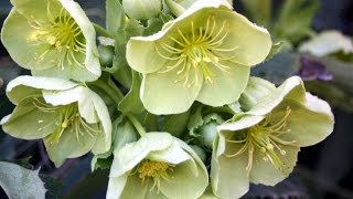 How to grow Hellebores [upl. by Yeleak957]