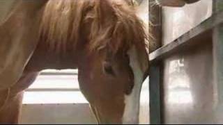 ILPH Transportation of Horses for Slaughter Update 2007 [upl. by Anceline]