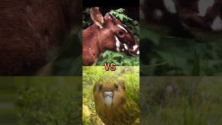 TIGERSUMATRAN VS gobi bearsaolakakApoaddaxred wolfVaquitararest and least population [upl. by Thaine335]