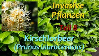 Invasive Pflanzen  Teil 8  Kirschlorbeer [upl. by Dougall451]