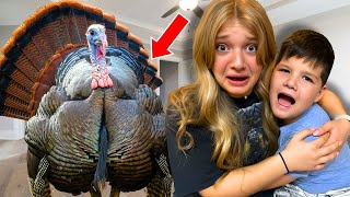 GIANT TURKEY in OUR HOUSE [upl. by Girhiny]